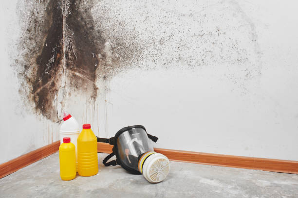  New London, IA Mold Removal Pros