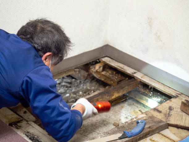 Best Mold Cleaning Services  in New London, IA
