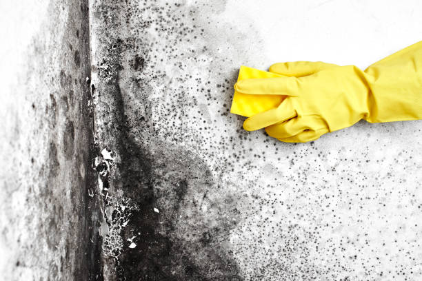 Best Same-Day Mold Removal  in New London, IA