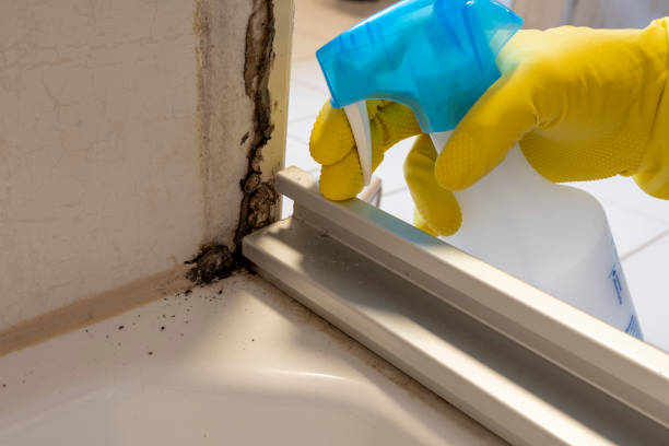 Best Mold Cleaning Services  in New London, IA