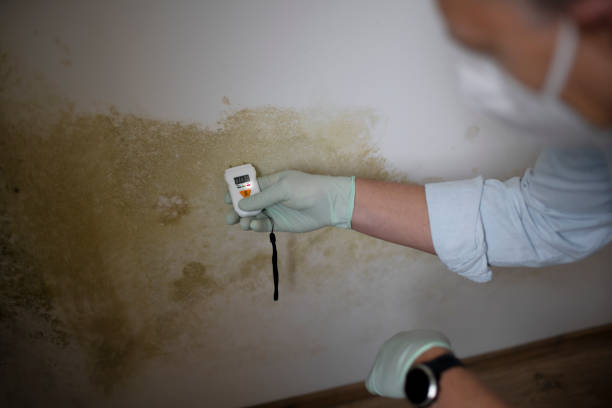 Best Best Mold Removal Companies  in New London, IA