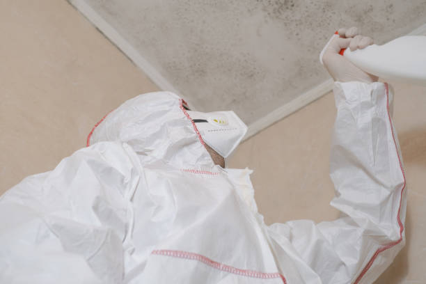 Best Attic Mold Removal  in New London, IA