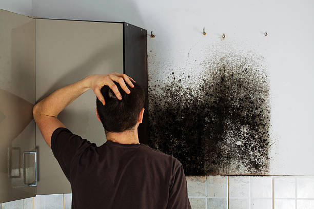 Best Certified Mold Removal  in New London, IA