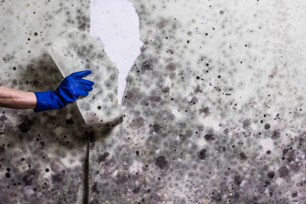 Best Mold Damage Repair  in New London, IA