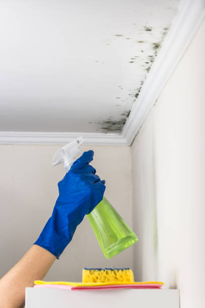 Professional Mold Removal in New London, IA
